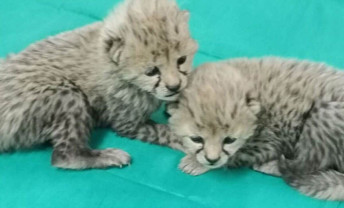 لحظه‌ی پیدا شدن توله‌یوزهای توران توسط دامدار سمنانی + ویدئو
